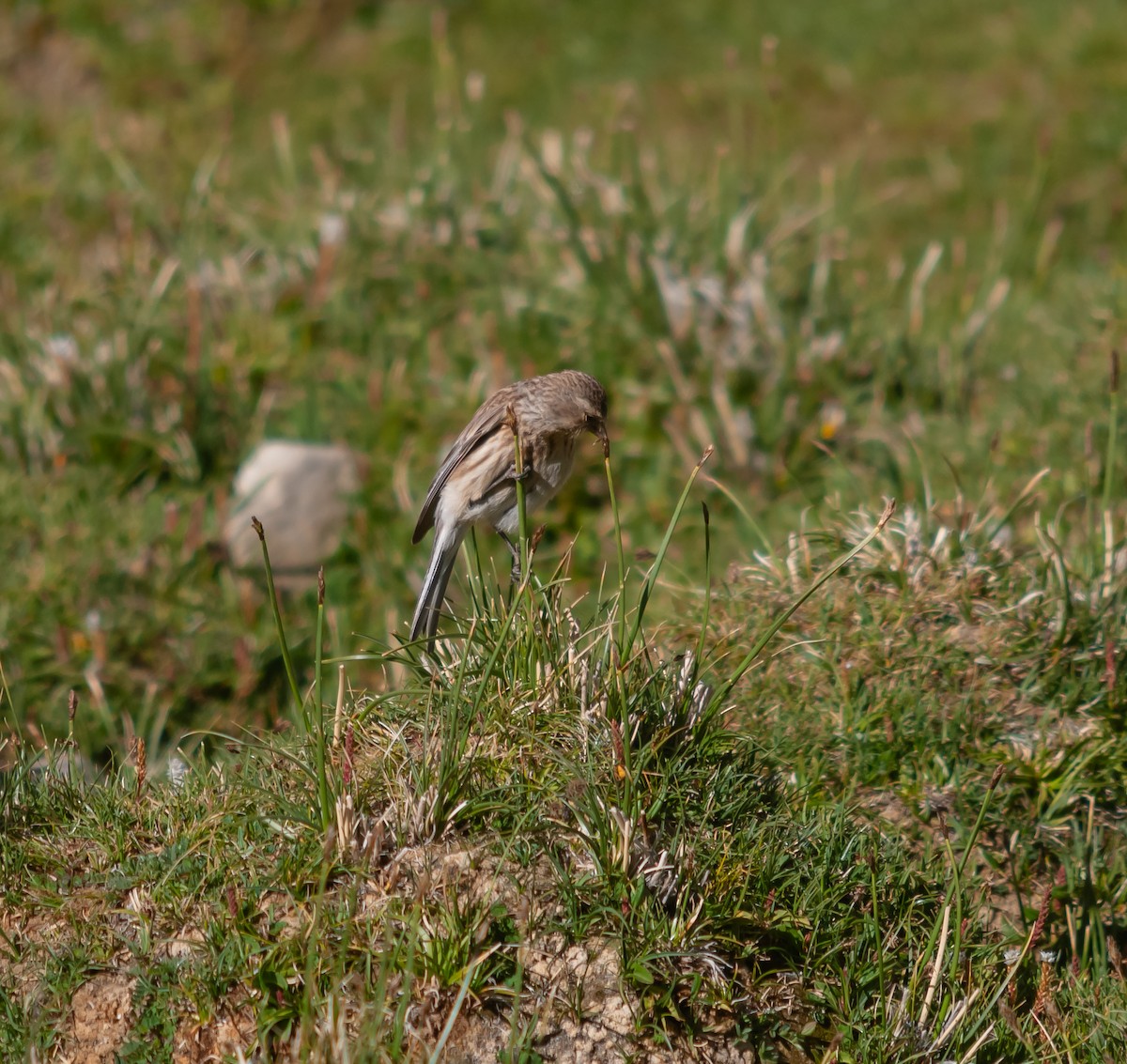 Twite - ML614220811