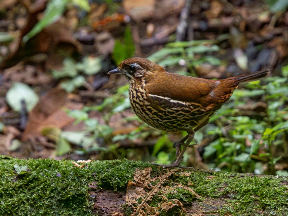 Rufous-tailed Antthrush - ML614220813