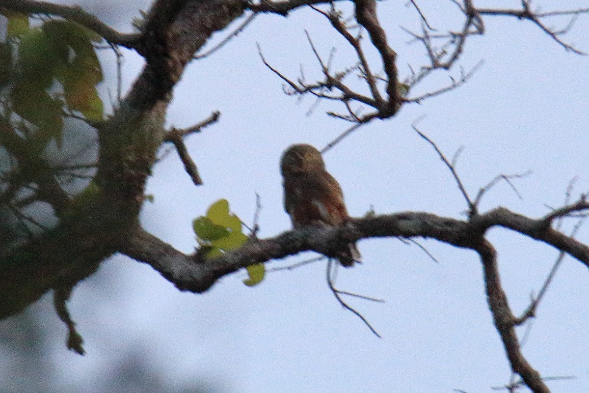 Asian Barred Owlet - ML614220829