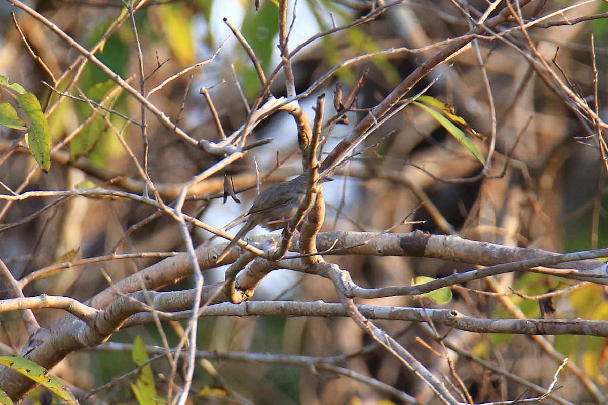 Brown Prinia - ML614220833