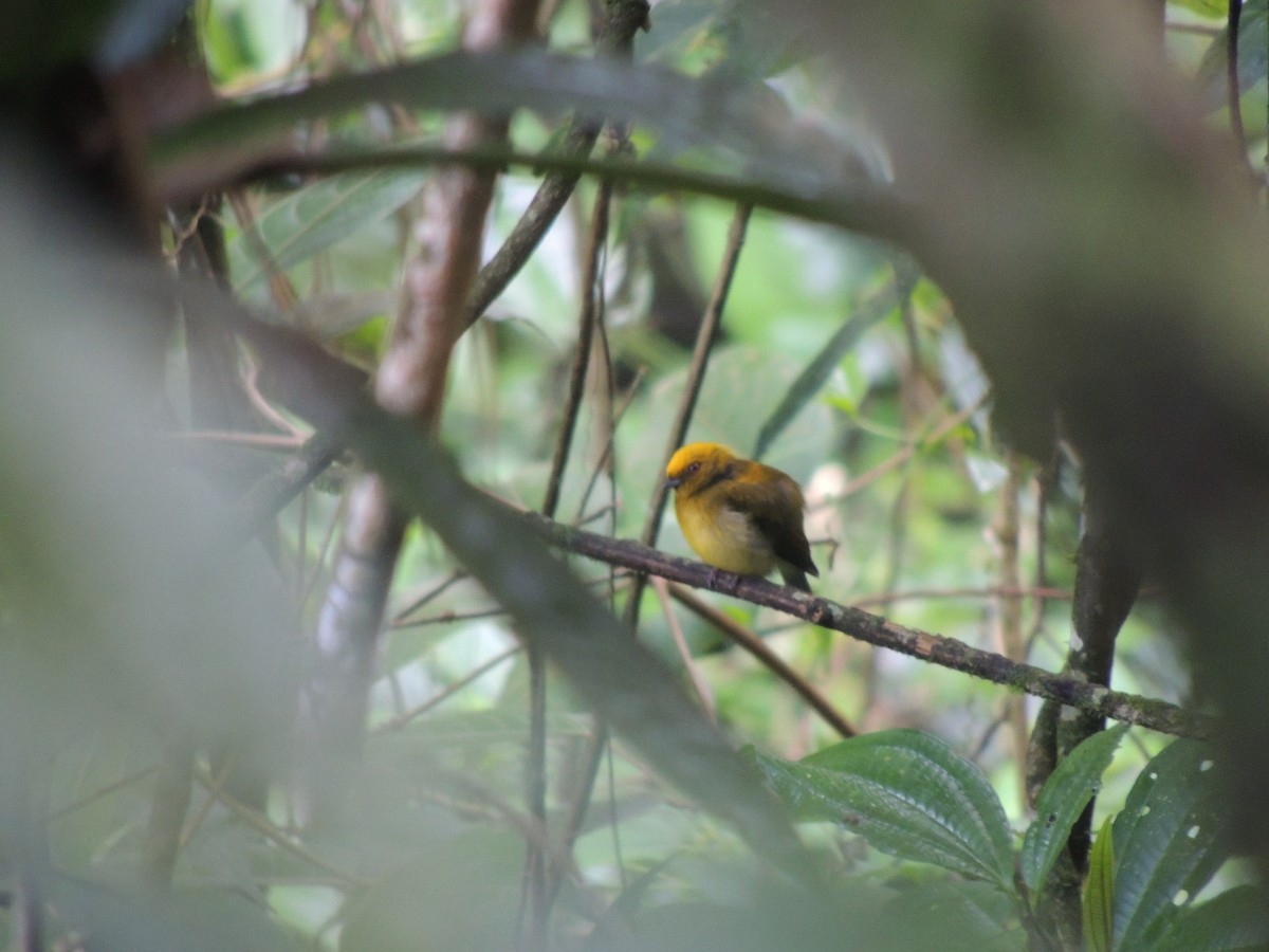 Manakin à tête jaune - ML614220852