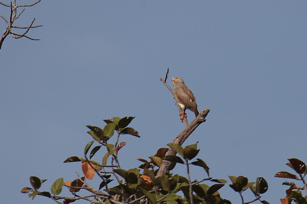 Rufous-winged Buzzard - Yung-Kuan Lee