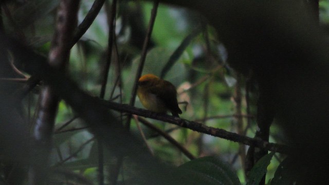 Yellow-headed Manakin - ML614220867
