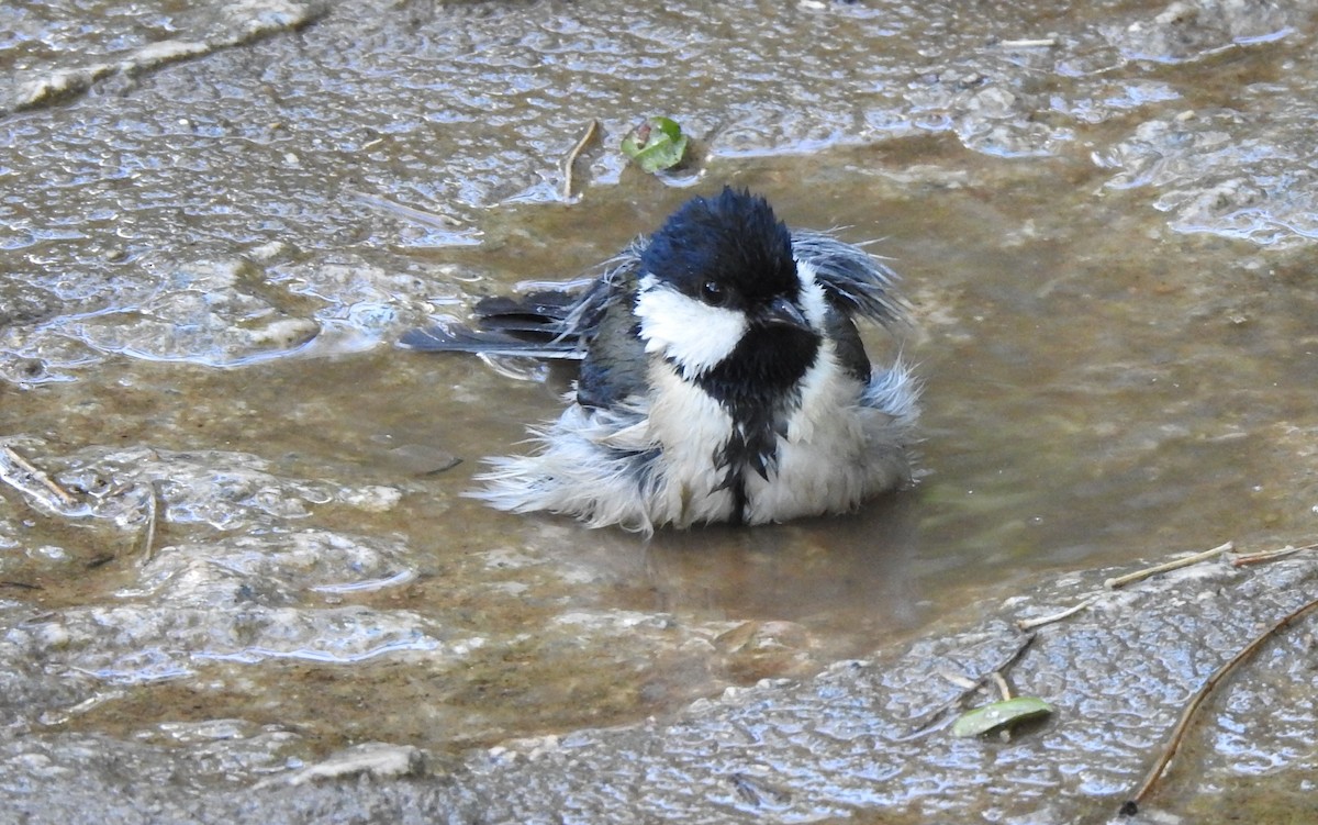 Mésange de Chine - ML614220889