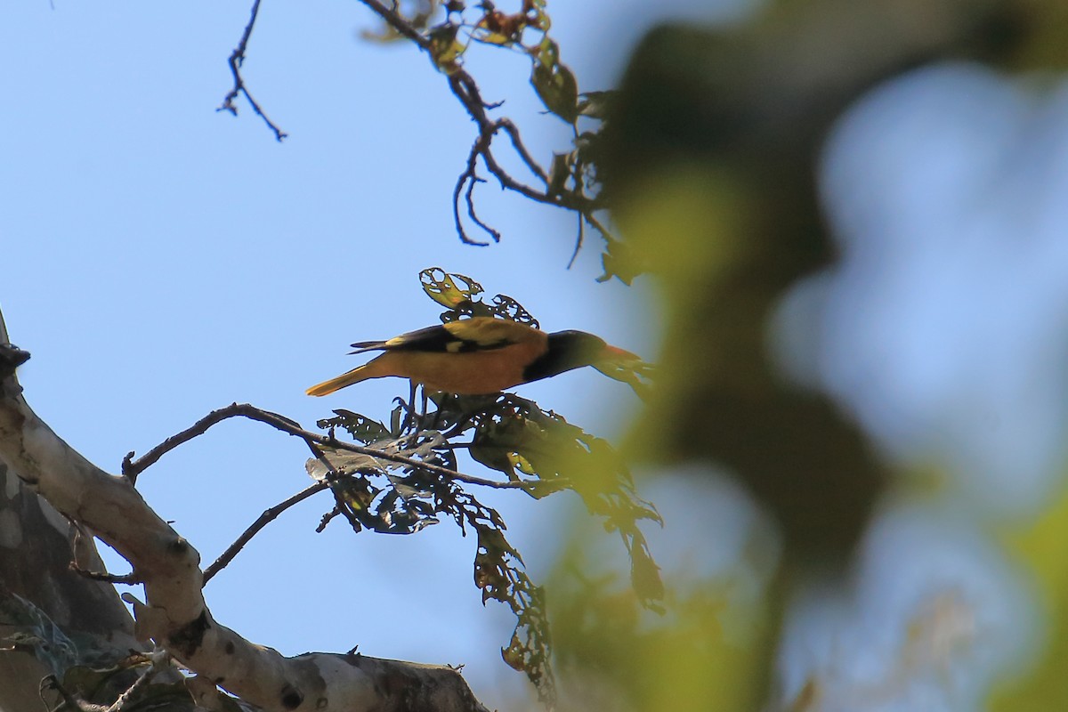 Black-hooded Oriole - ML614220928