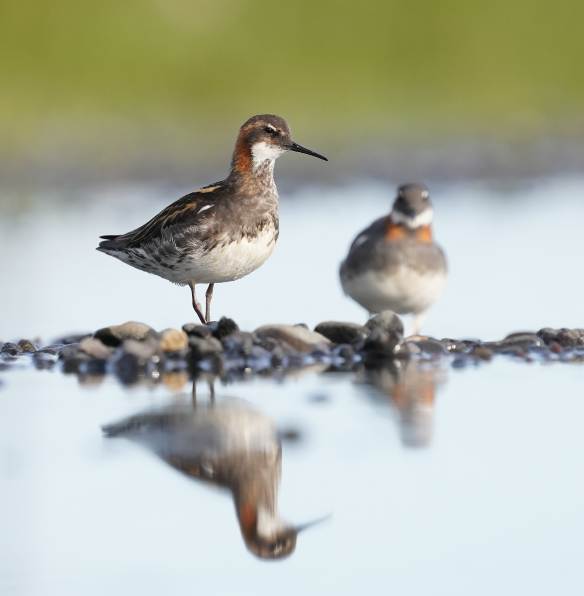 Falaropo beccosottile - ML614220933