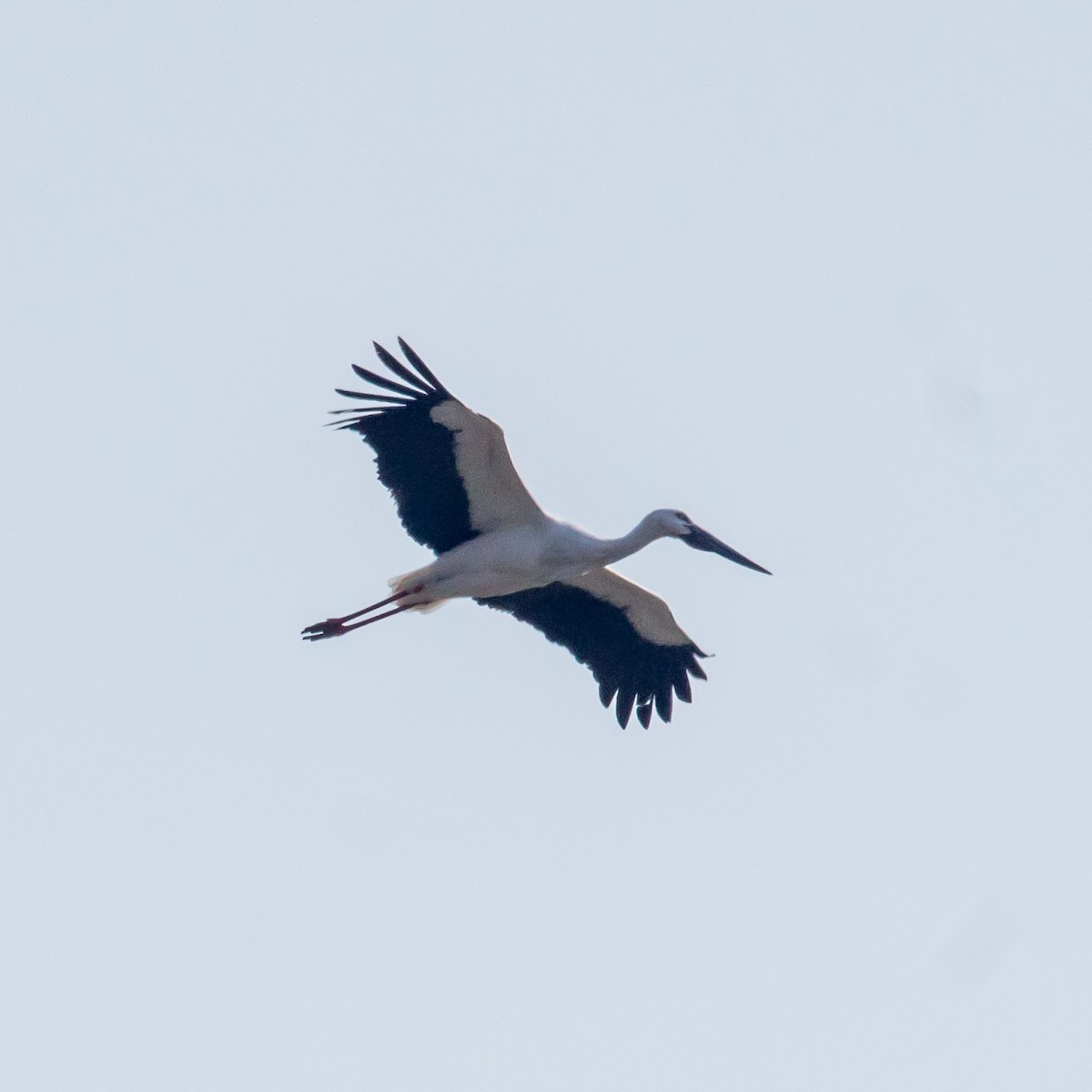 Oriental Stork - ML614221010