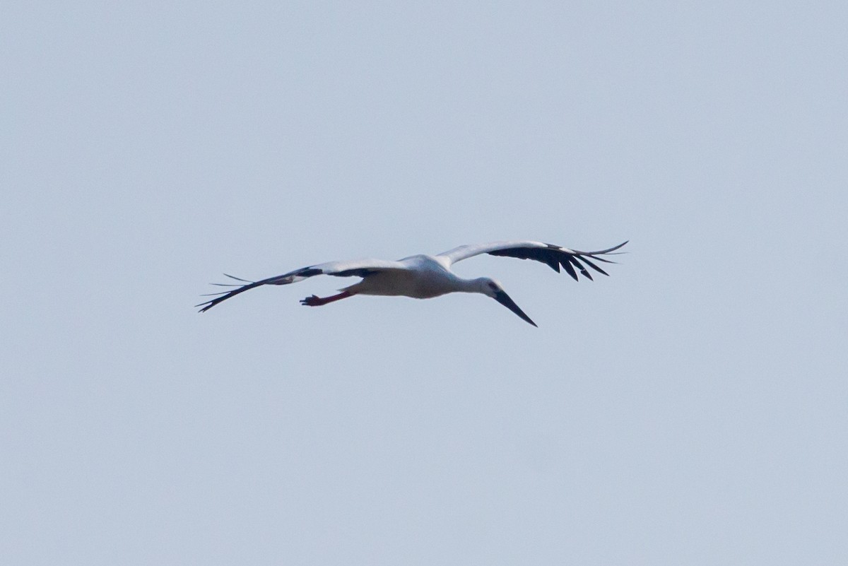 Oriental Stork - ML614221011