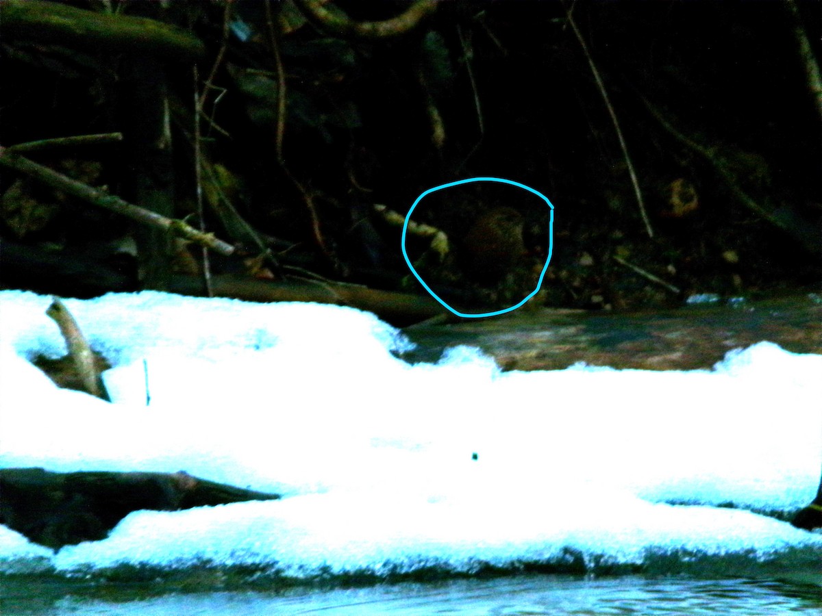 Winter Wren - ML614221032