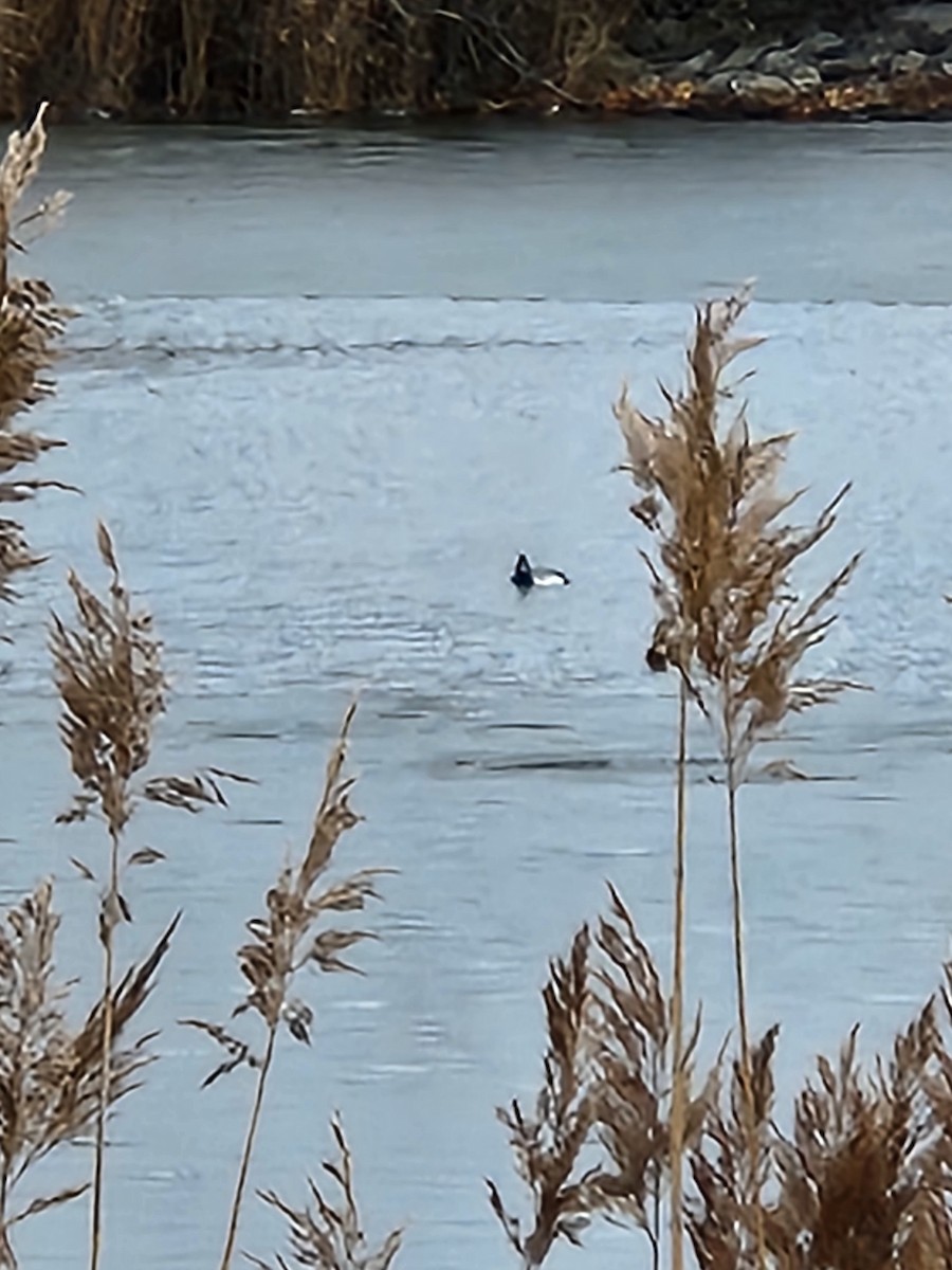 Greater Scaup - ML614221043