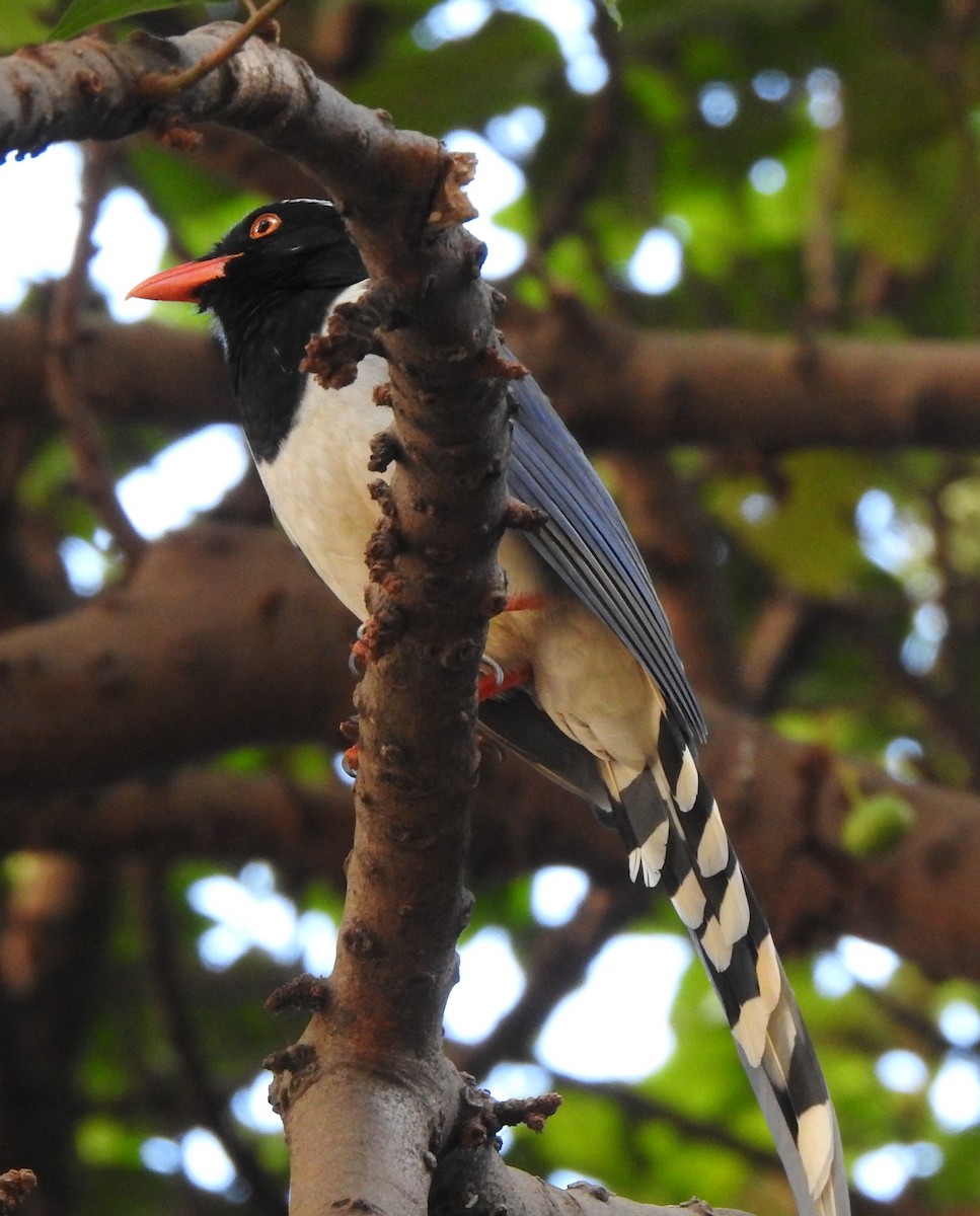 Red-billed Blue-Magpie - ML614221044