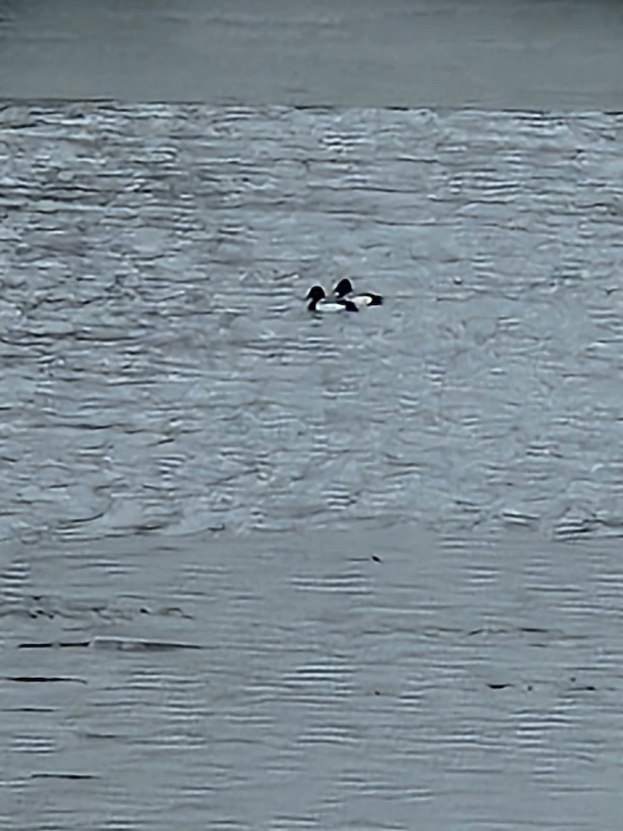 Greater Scaup - ML614221045