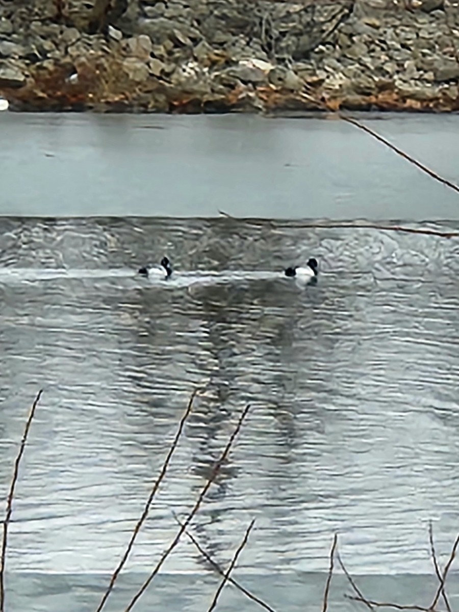 Greater Scaup - ML614221047