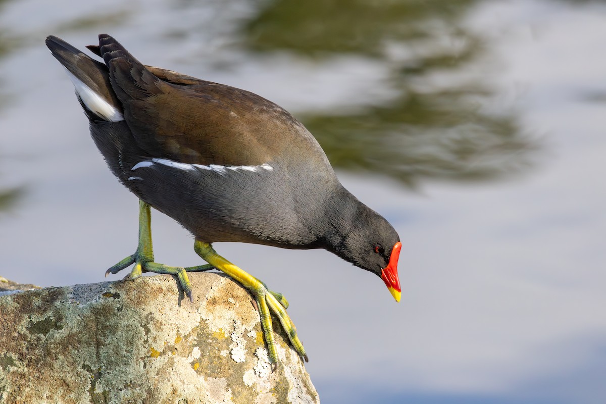 Eurasian Moorhen - Alexis Lours