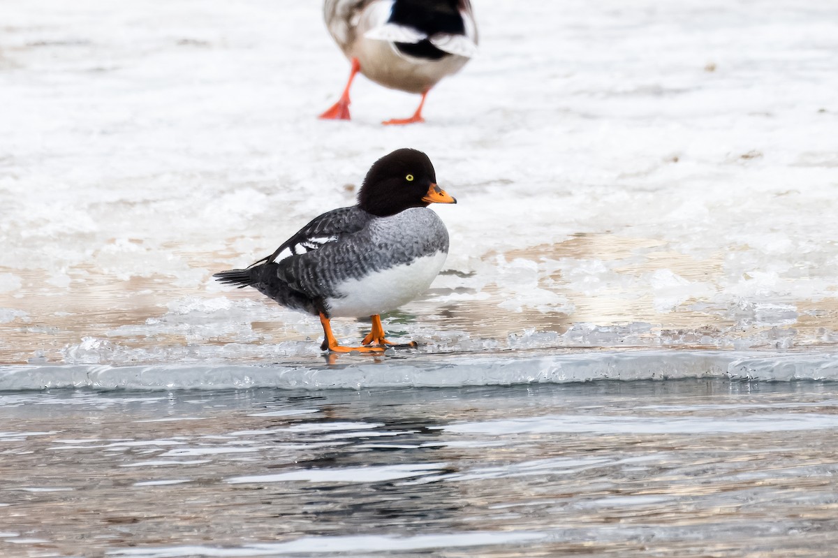 Barrow's Goldeneye - Calvin S