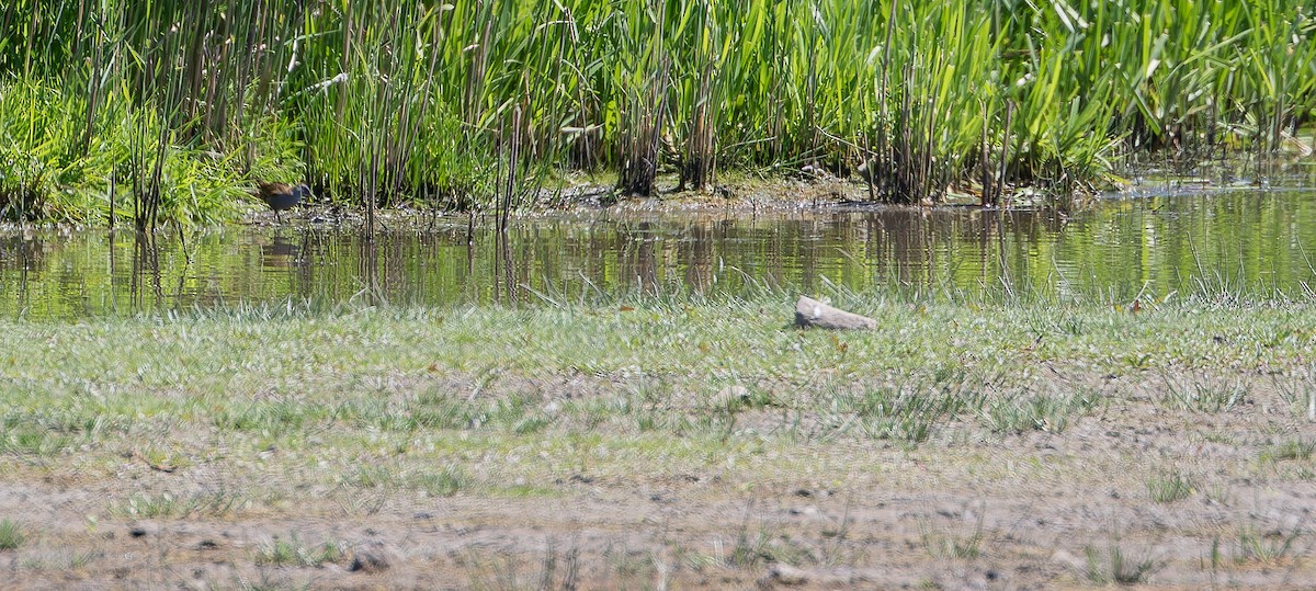 Little Crake - ML614221269