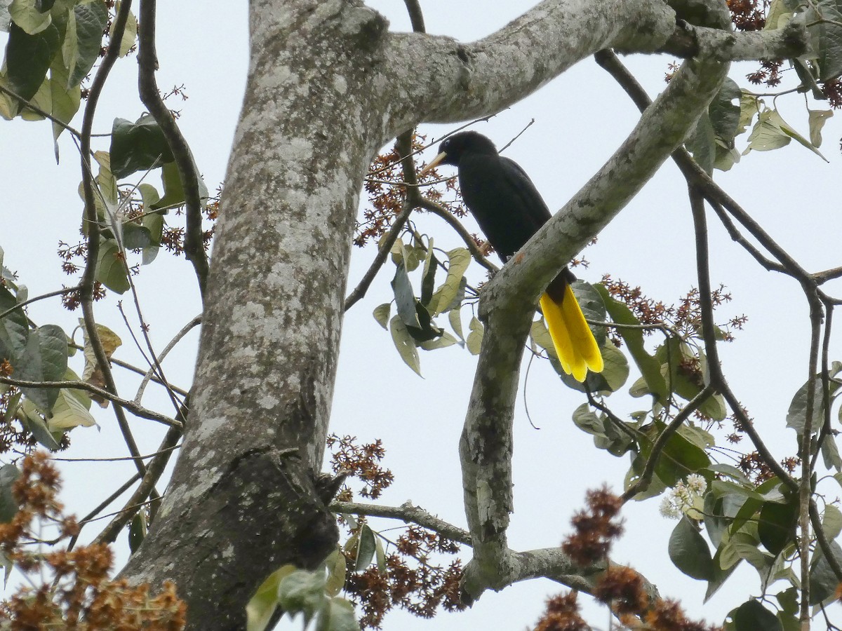 Crested Oropendola - ML614221276