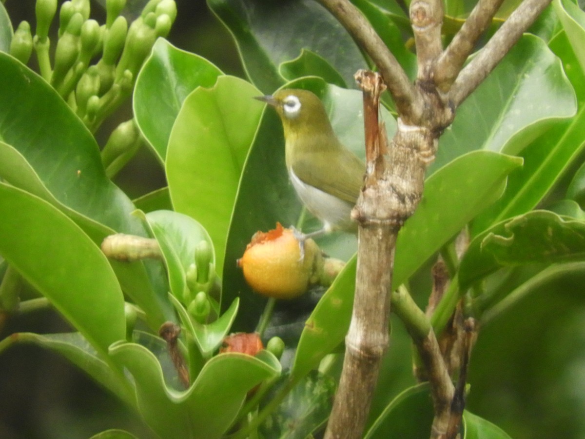 Green-backed White-eye - ML614221357