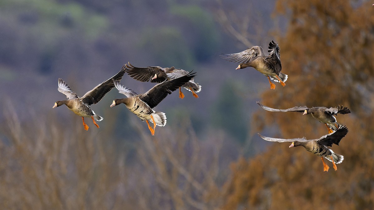 Greater White-fronted Goose - James Livaudais