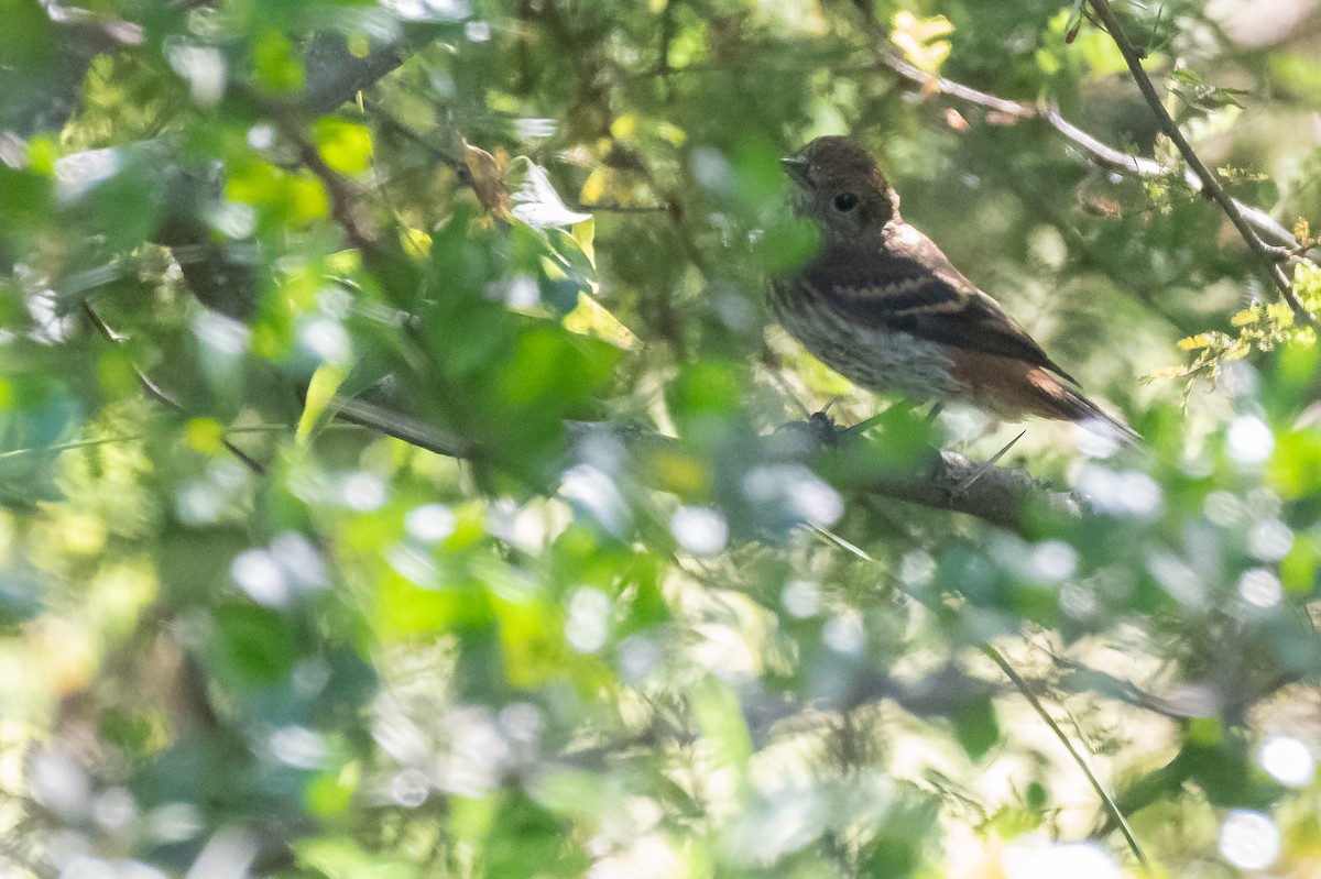 Bran-colored Flycatcher - Fernando Vidal Volpe