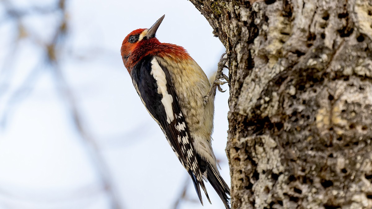 Red-breasted Sapsucker - ML614221418