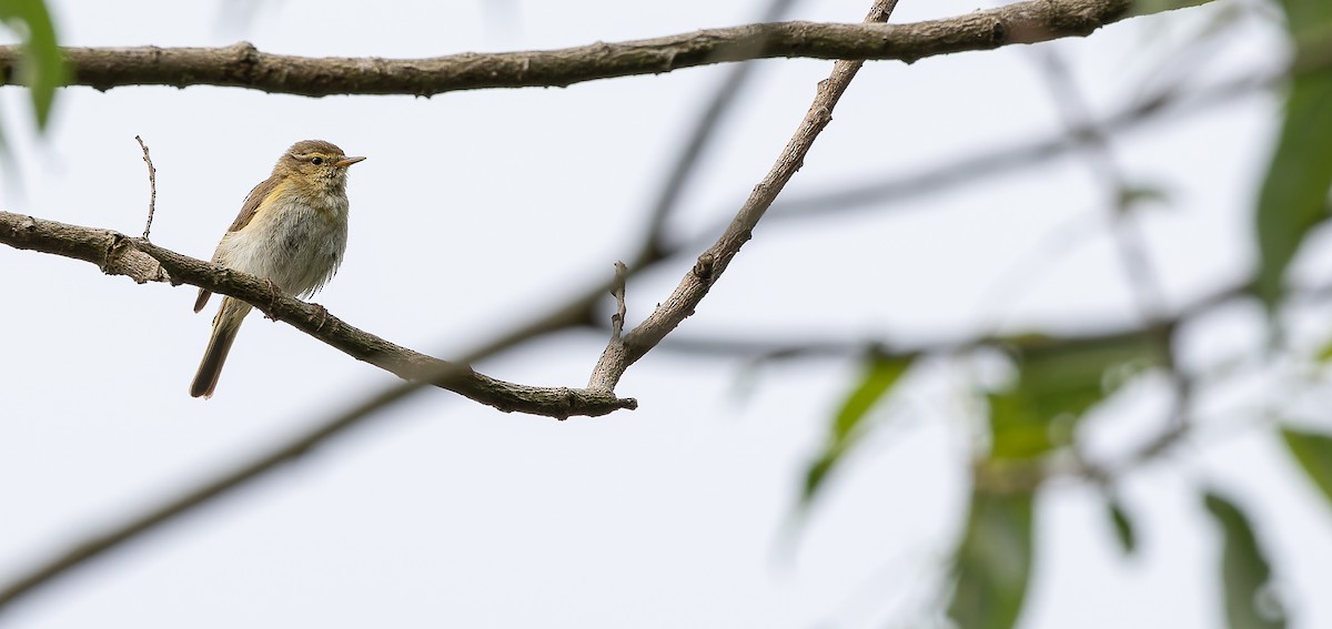 Iberian Chiffchaff - ML614221432