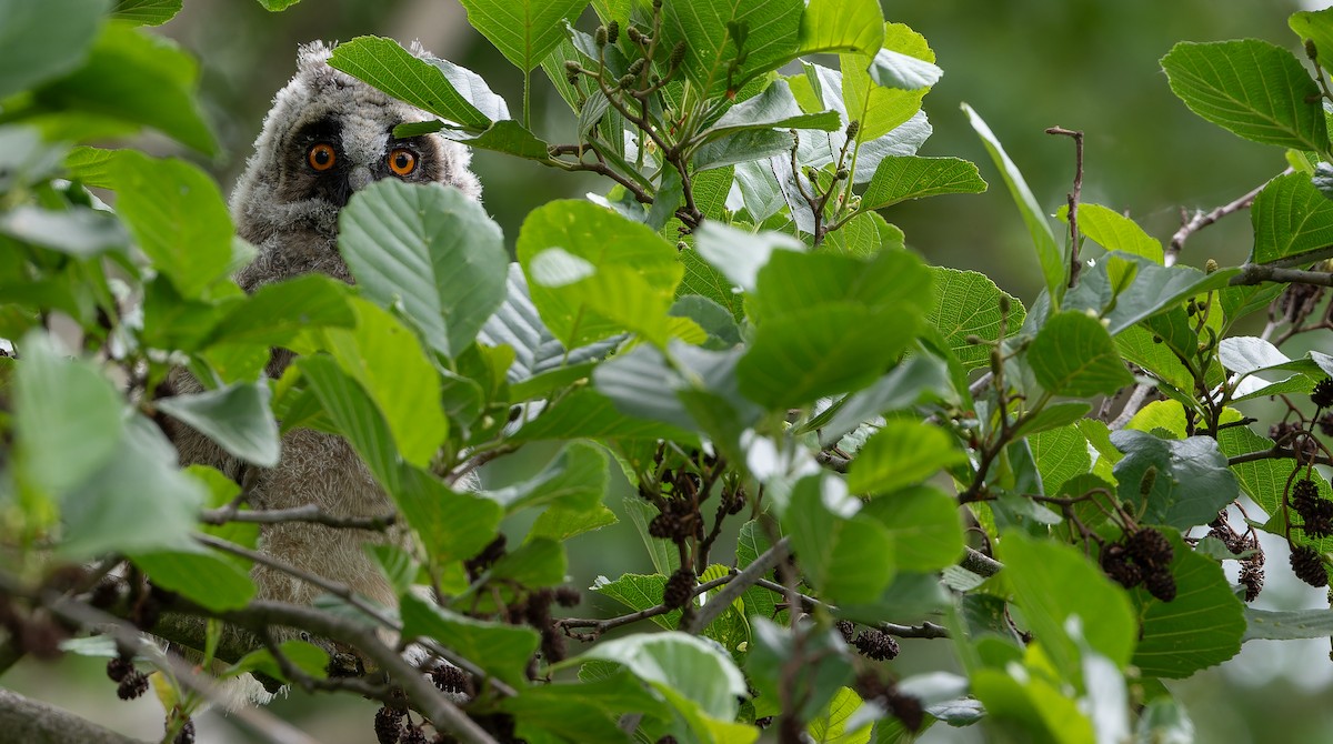Kulaklı Orman Baykuşu (otus/canariensis) - ML614221534