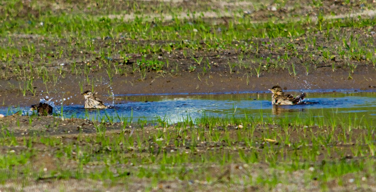 American Pipit - ML614221551