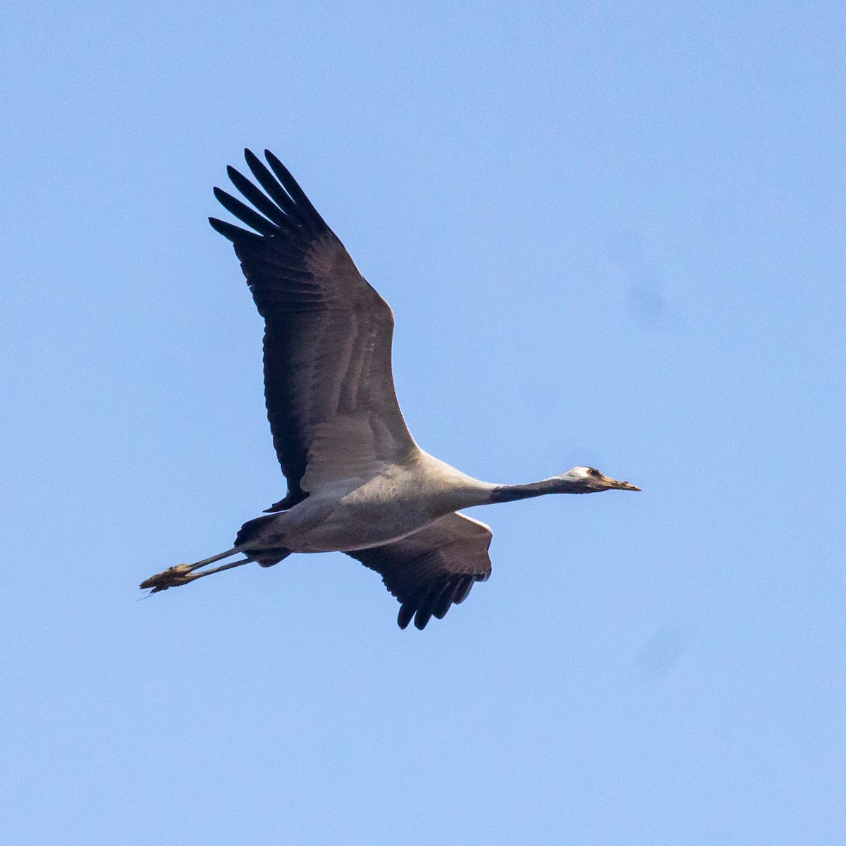 Red-crowned Crane - ML614221570