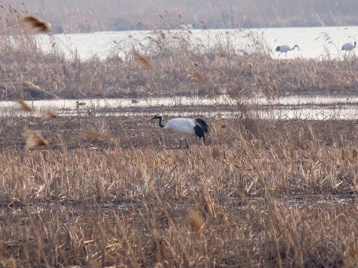 Red-crowned Crane - ML614221573