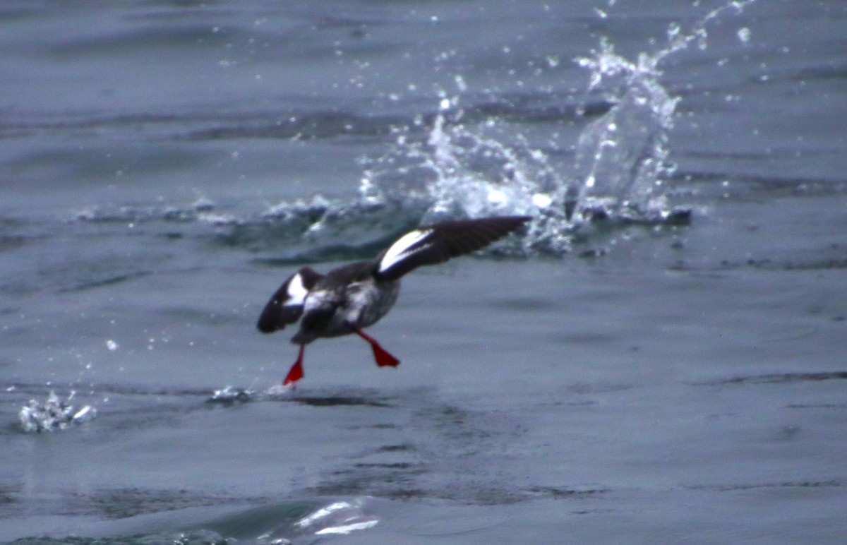 Pigeon Guillemot - ML614221599