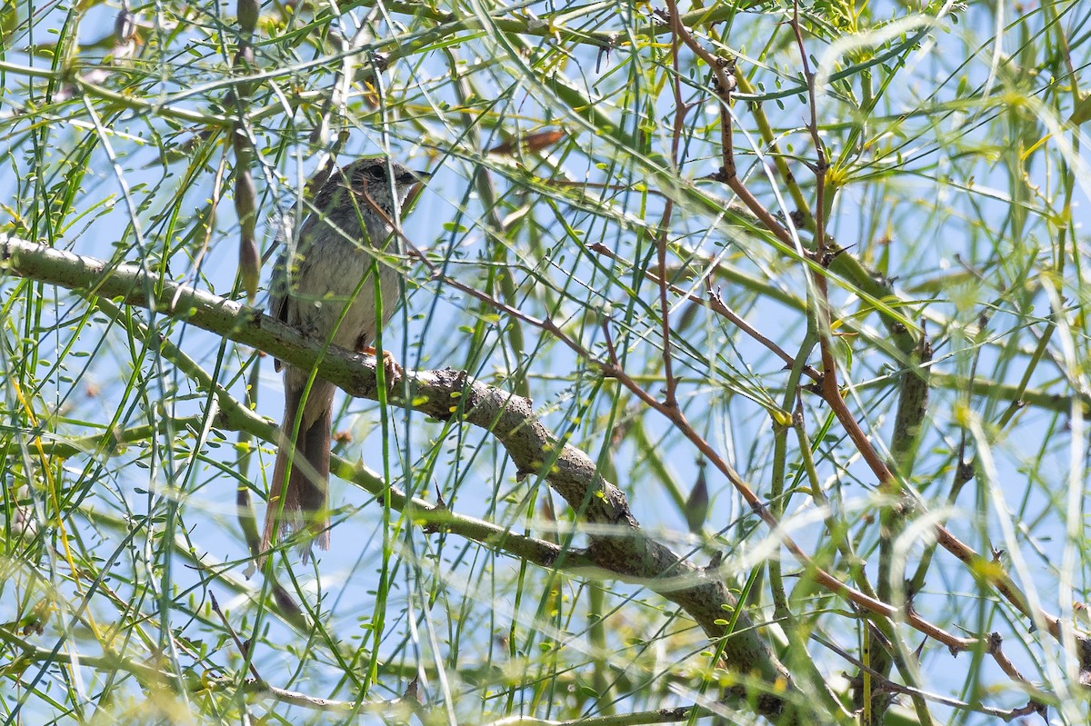 Pale-breasted Spinetail - ML614221630