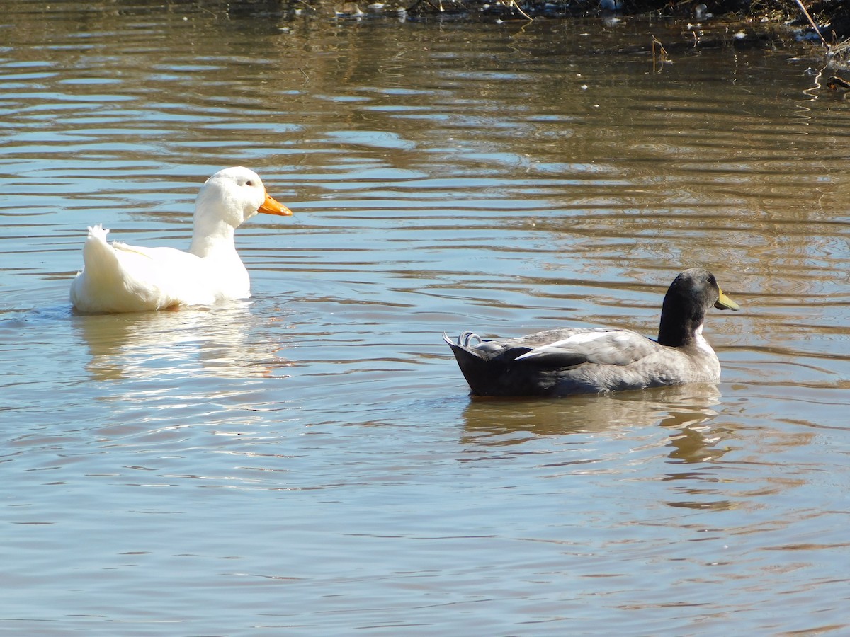 Mallard (Domestic type) - ML614221704