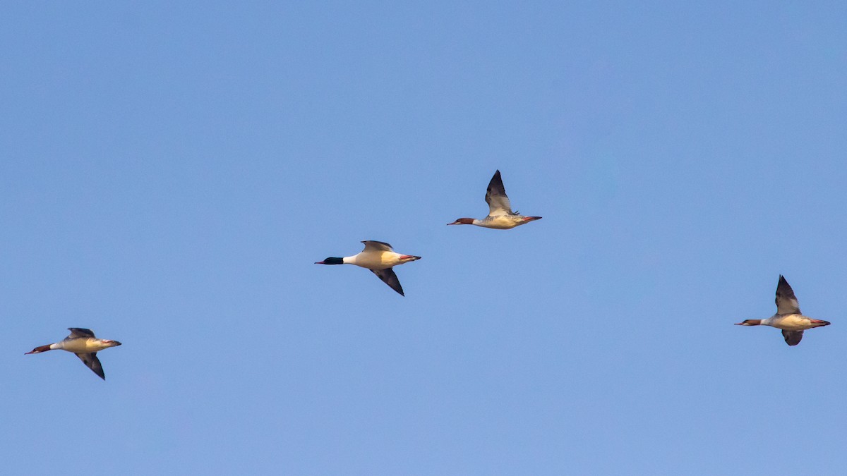 Common Merganser - ML614221710