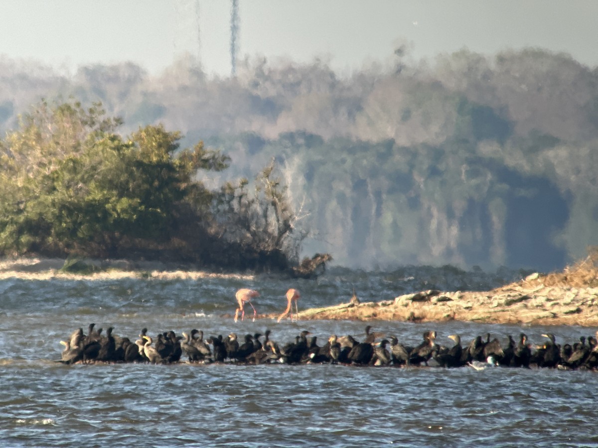 American Flamingo - Susan Killeen