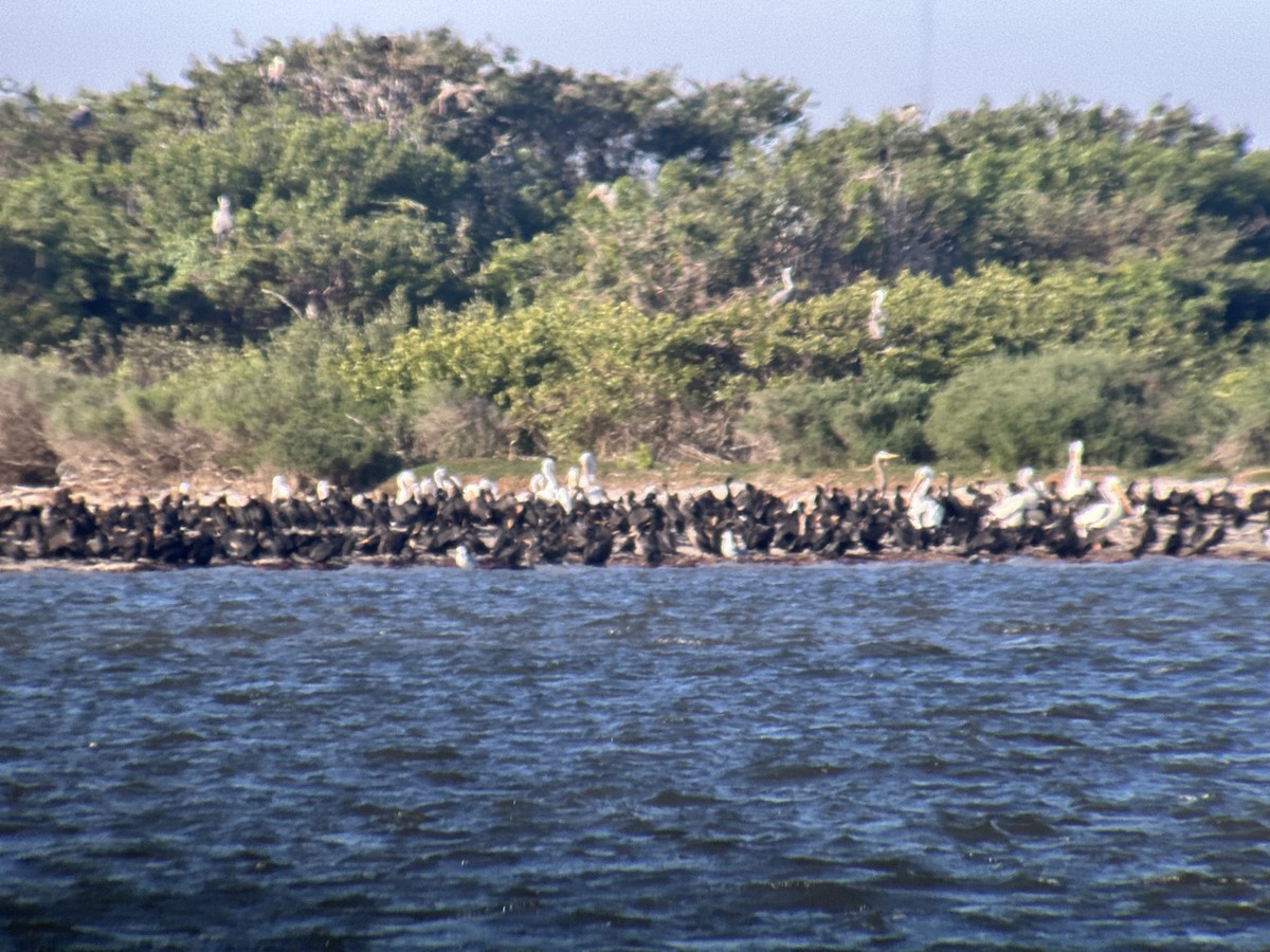 Double-crested Cormorant - Susan Killeen