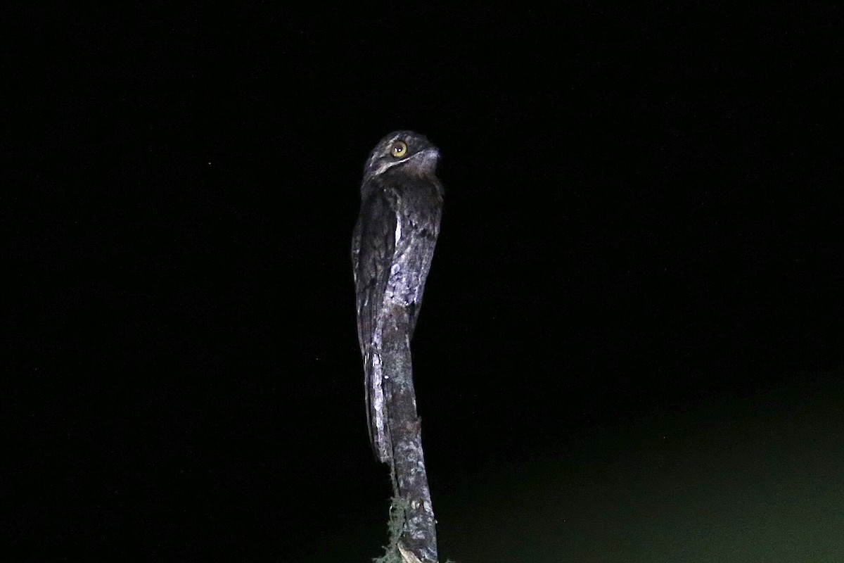 Common Potoo - ML614221752