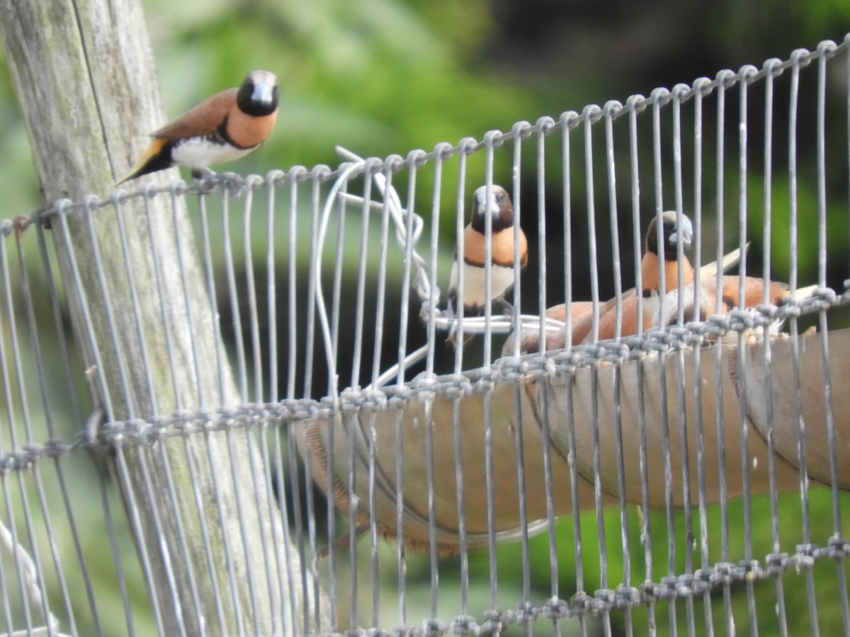 Chestnut-breasted Munia - ML614221769