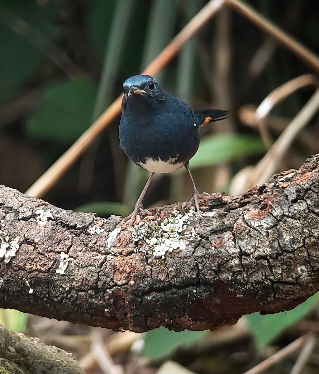 White-bellied Redstart - Jay VanderGaast