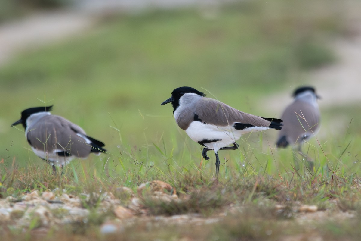 River Lapwing - Ryota Sei