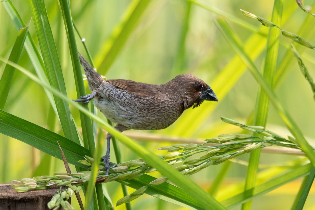 Scaly-breasted Munia - ML614221930