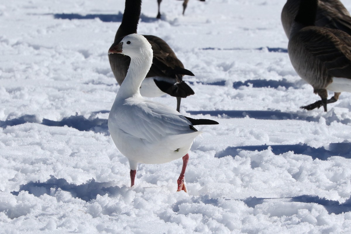 Ross's Goose - ML614221945