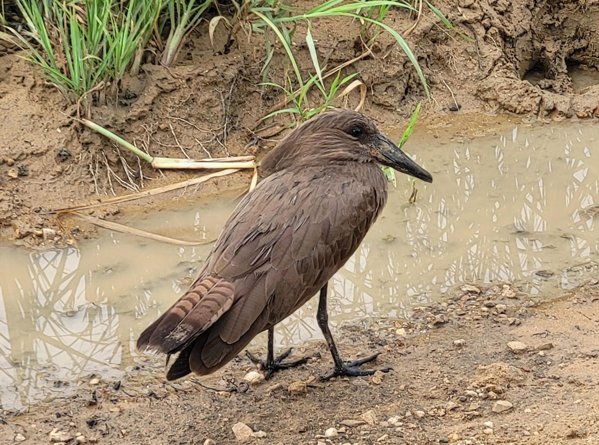 Hamerkop - Vlastimil Serdahely