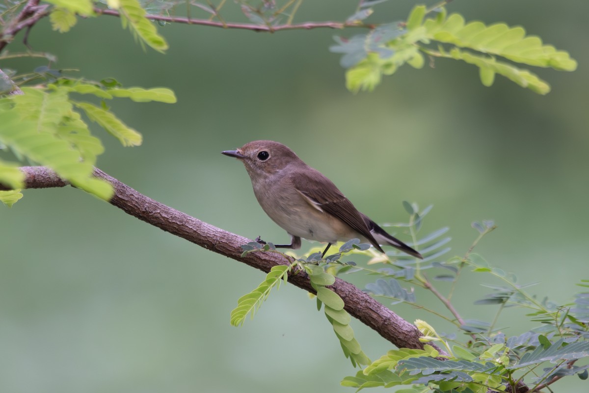 Taiga/Red-breasted Flycatcher - ML614221954