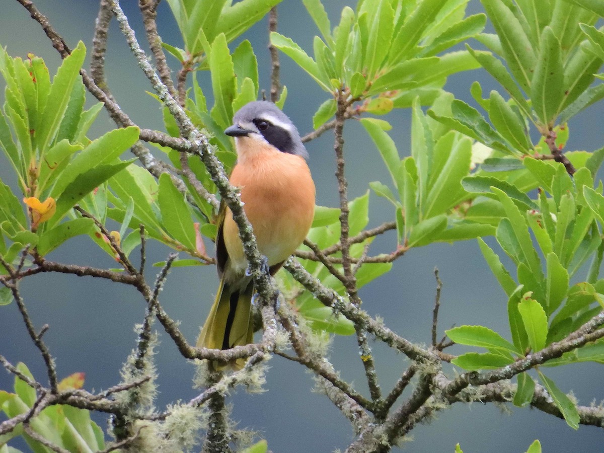 Olive Bushshrike - ML614221966