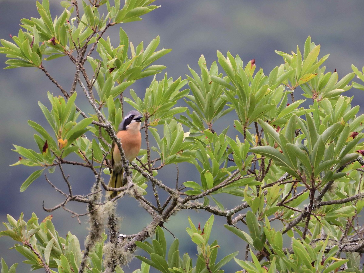 Olive Bushshrike - ML614221970