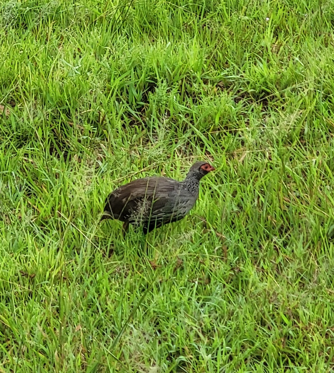 frankolín rudohrdlý - ML614221972