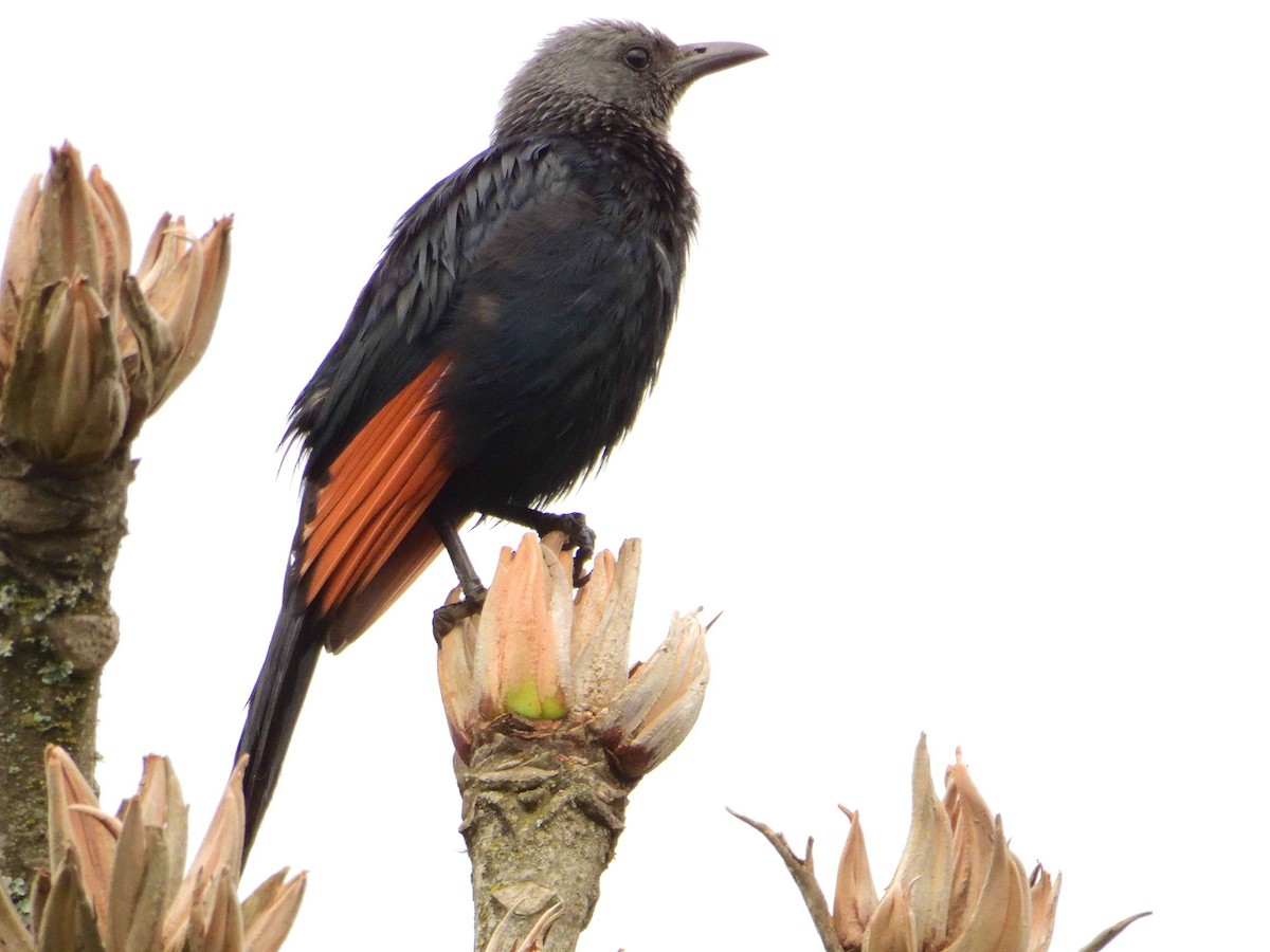 Red-winged Starling - ANDRÉS SERRANO LAVADO