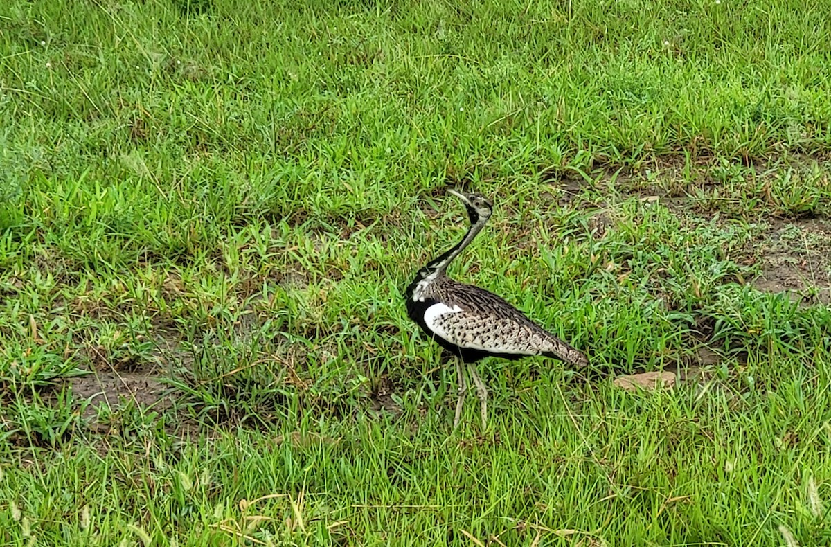 Black-bellied Bustard - ML614221993