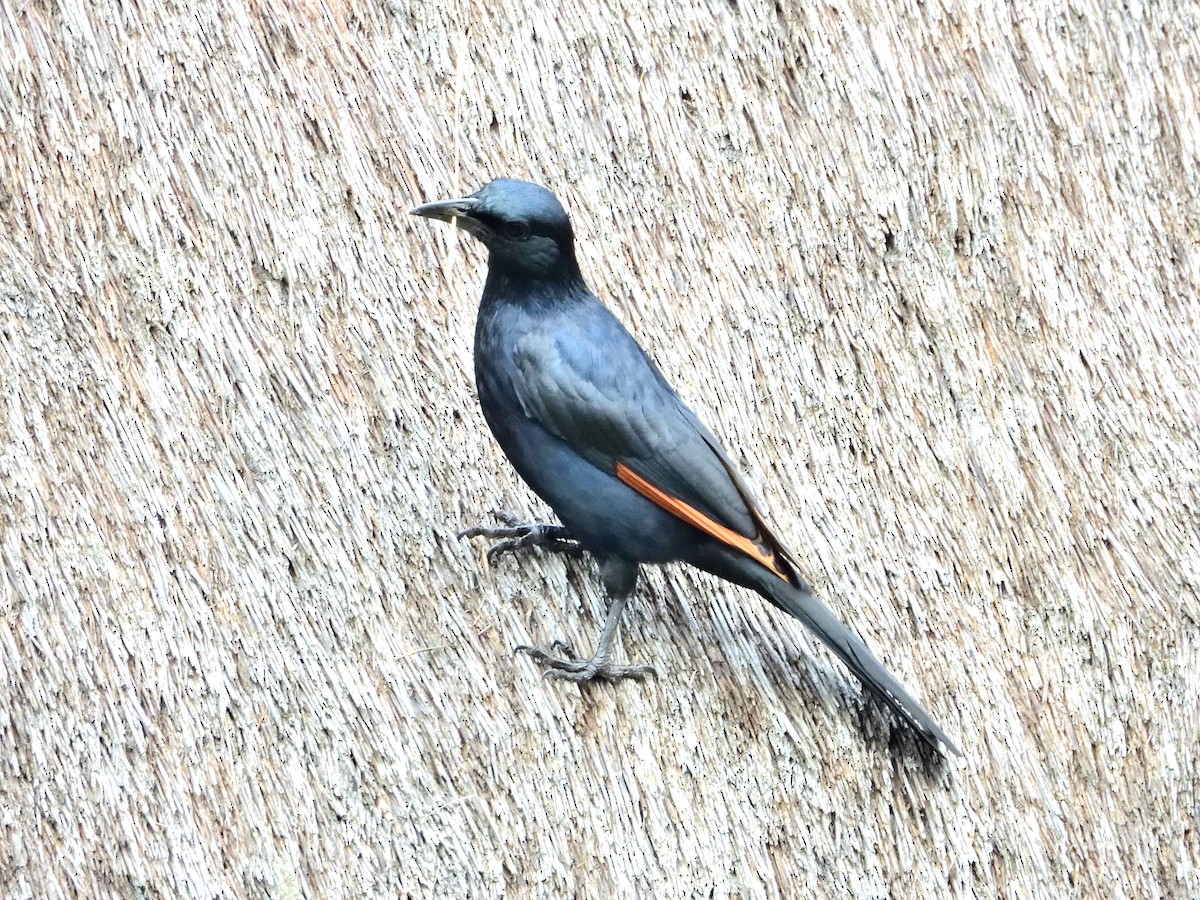 Red-winged Starling - ML614221996